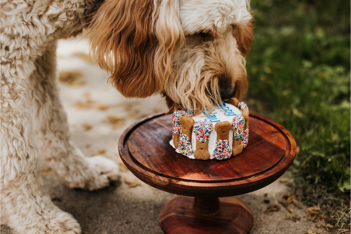 Dog Birthday Cake Recipe - What Kate Baked