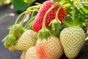 How To Ripen Strawberries